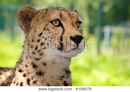 Portrét gepard