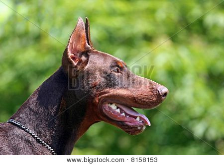 Ritratto di Dobermann