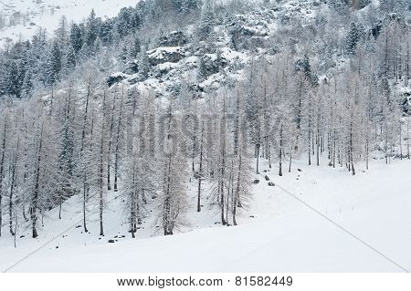 winter scenery
