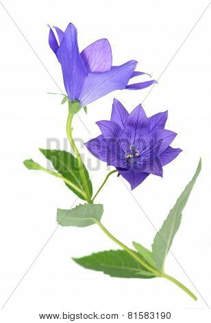 Platycodon Grandiflorus