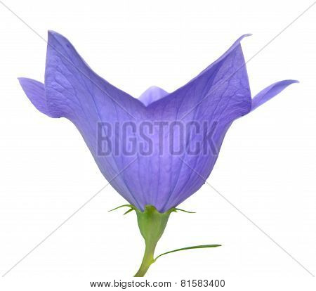 Purple Platycodon