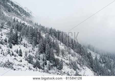 winter scenery