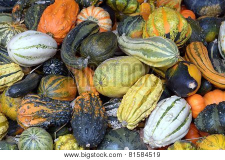 Pumpkin Patch