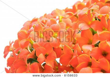 Flores flor de Kalanchoe