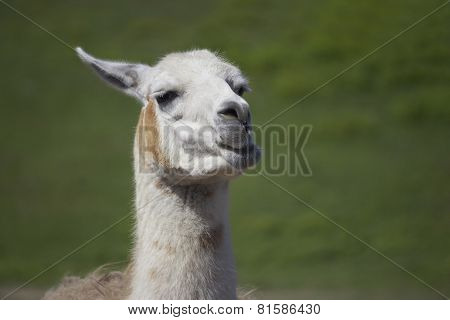 Chewing Llama