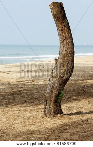 Dead Tree On Beach