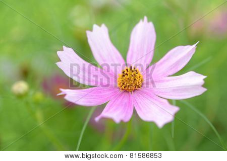 Cosmos