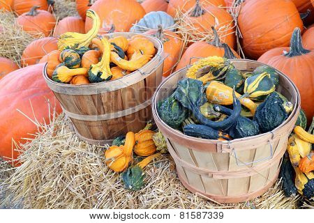Bumpy Gourd