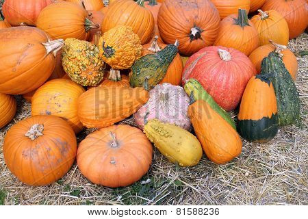Pumpkin Patch