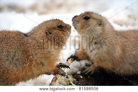 whiz in winter
