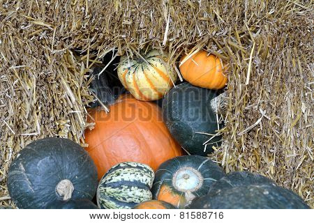 Pumpkin Patch