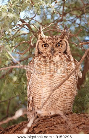 Spotted Eagle Owl (bubo Africanus)