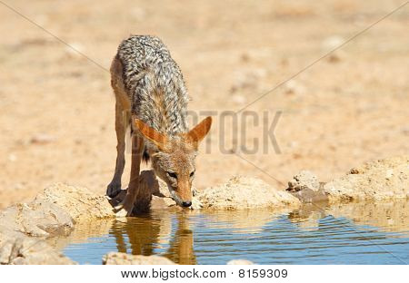 Sciacallo dalla gualdrappa (canis Mesomelas)