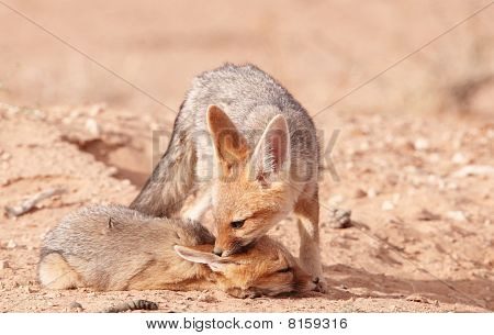 Avviso sciacallo dalla gualdrappa (canis Mesomelas)