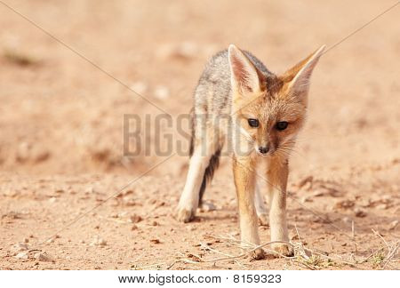 Avviso sciacallo dalla gualdrappa (canis Mesomelas)