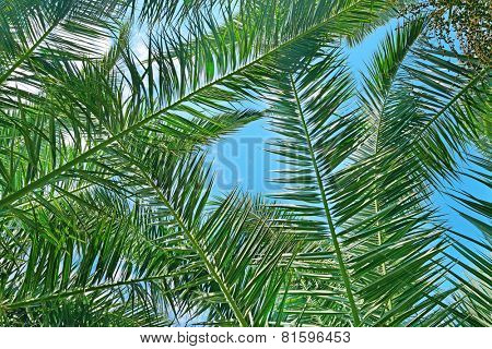 Branches of a coconut tree on background sky.