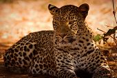 Leopardo tomando el sol