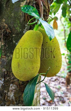 Big Jackfruit Growing On The Trunk  Of A Tree
