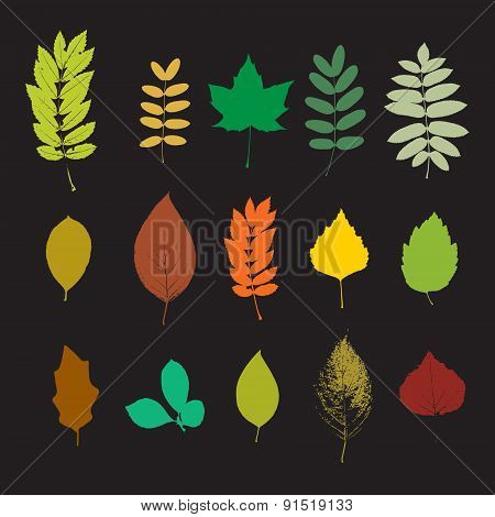 Leaf Set