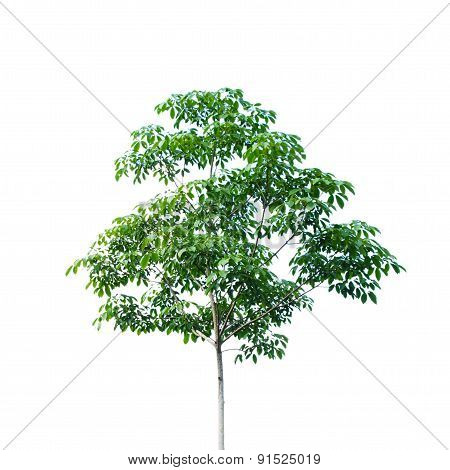 Rubber Tree