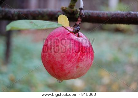 Roter Apfel 