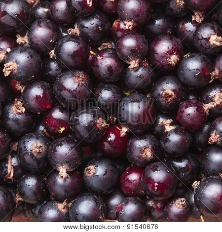 Black currant