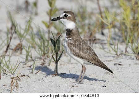 Wilson's Plover