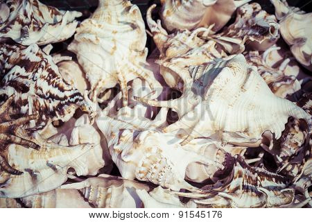 Seashells Souvenirs For Sale