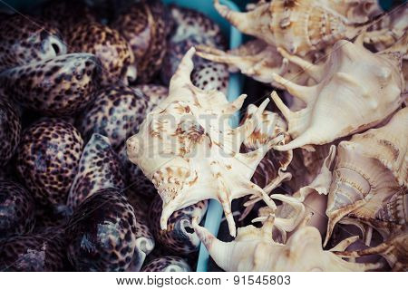 Seashells Souvenirs For Sale