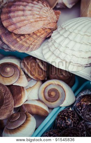 Seashells Souvenirs For Sale