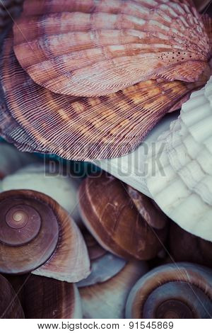 Seashells Souvenirs For Sale