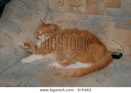 Katze mit Zunge