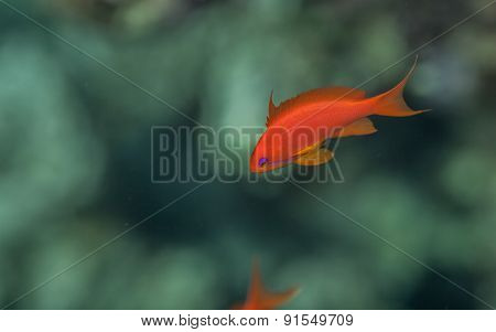 Sea goldie male