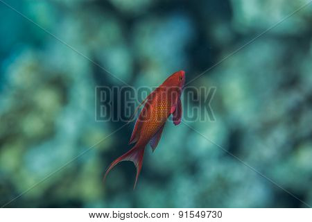 Sea goldie male