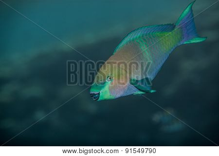 Medium size green scarus fish