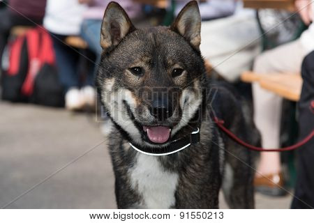 Shikoku dog