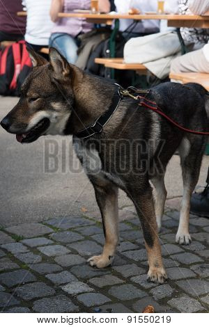 Shikoku dog