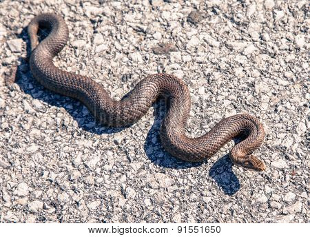 Snake