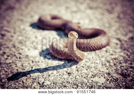 Snake