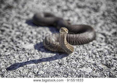 Snake