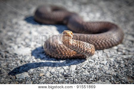 Snake