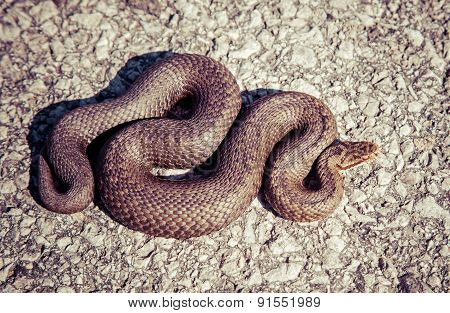 Snake