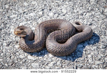 Snake