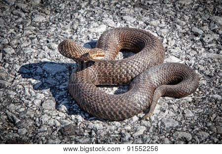 Snake