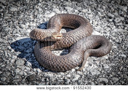 Snake