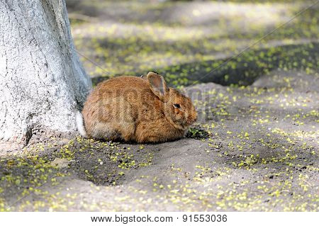 Rabbit