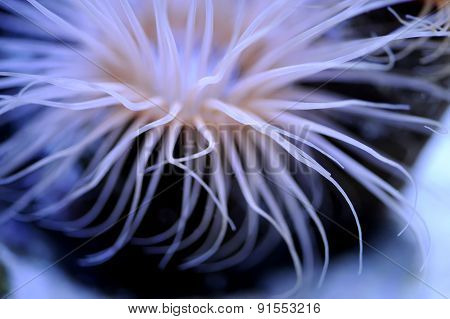 Anemone