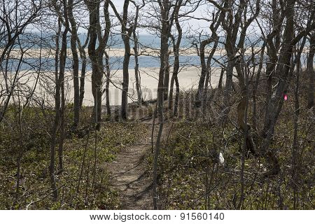 Forest on Chappaquiddick MA