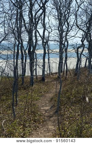 Forest on Chappaquiddick MA