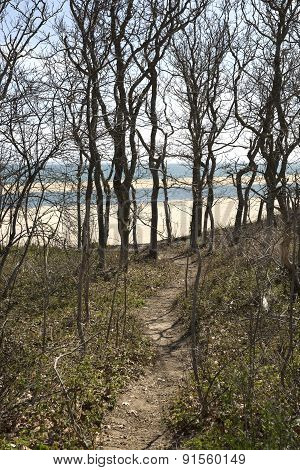 Forest on Chappaquiddick MA